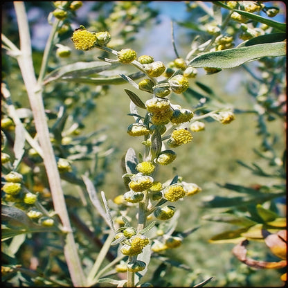 Wormwood Seeds – Artemisia absinthium Aromatic Medicinal Perennial Herb