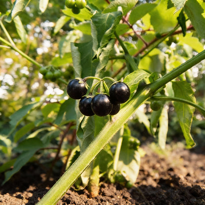 Black Nightshade Seeds – Solanum nigrum Edible Medicinal Herb for Home Gardens