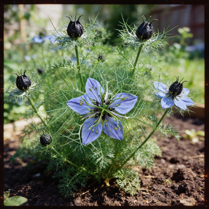 Black Cumin Seeds – Nigella sativa Heirloom Herb & Spice Seeds for Planting