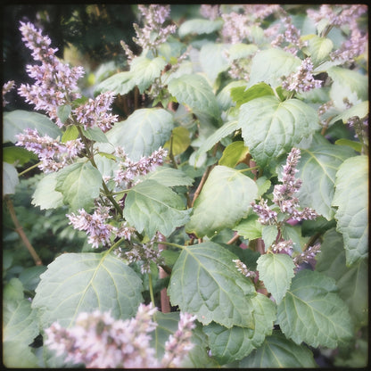 Patchouli Seeds – Aromatic Herb for Gardens & Containers