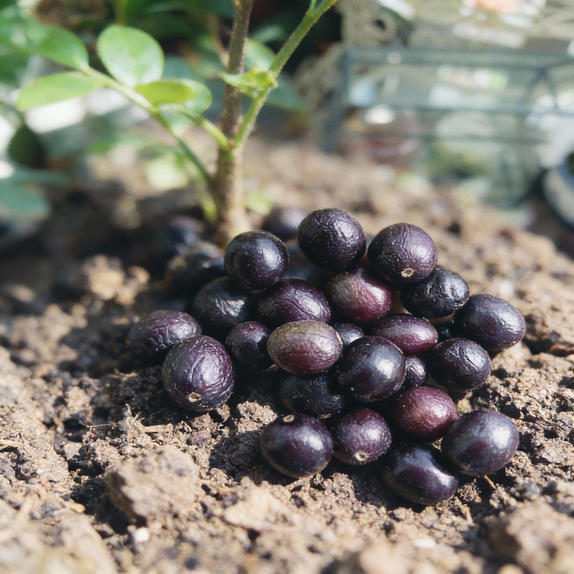 dwarf-curry-leaf-plant-seeds-premium-aromatic-herb-for-home-gardening