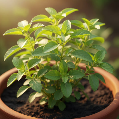 Holy Basil (Tulsi) Seeds – Premium Organic Aromatic Medicinal Herb