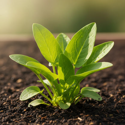 French Sorrel Seeds – Rumex acetosa ‘Green de Belleville’ Leafy Herb