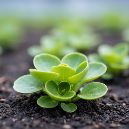 Winter Purslane Seeds – Hardy Nutritious Leafy Green for Cool Seasons
