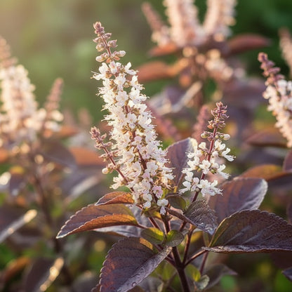 Krishna Tulsi Seeds – Sacred Purple Holy Basil for Home Garden & Herbal Use