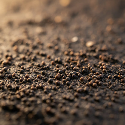 Apple Mint Seeds – Mentha suaveolens Aromatic Perennial Culinary Herb