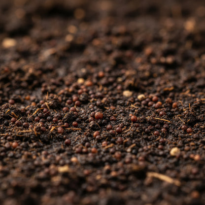 Holy Basil (Tulsi) Seeds – Premium Organic Aromatic Medicinal Herb