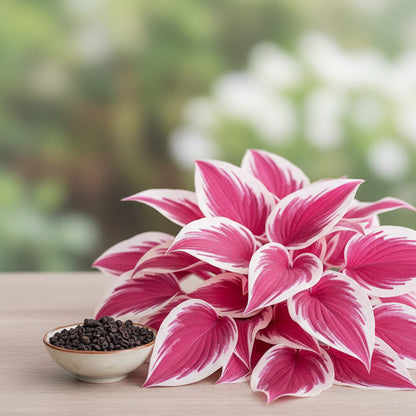 Pink Hosta Seeds – Perennial Bonsai for Indoor & Outdoor Gardens (Pollinator-Friendly)