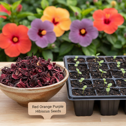 Red Orange Purple Hibiscus Seeds — Rare Color Showy Flower Perennial Seeds