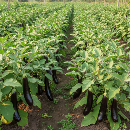 Purple Cucumber Vegetable Seeds – Easy Growing, High-Yield Home Garden Variety