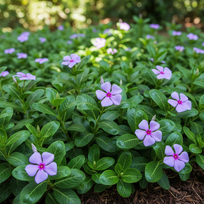 Vinca Minor Seeds – Non-GMO Evergreen Ground Cover