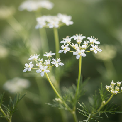 Anise Seeds – Aromatic Flowering Herb Seeds for Culinary & Herbal Gardens
