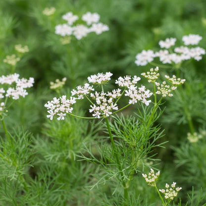Delfino Cilantro Seeds – Premium Aromatic Coriander Herb Seeds
