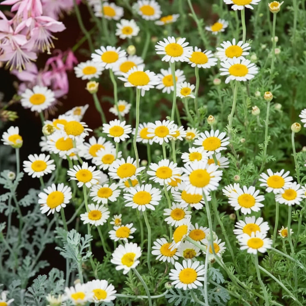 German Chamomile Seeds – Aromatic Flowering Herb for Serene Gardens