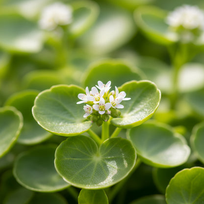 Winter Purslane Seeds – Hardy Nutritious Leafy Green for Cool Seasons