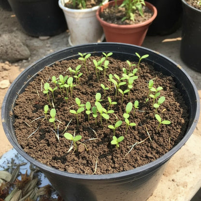 Purple Marigold Seeds – Flower Seeds (Tagetes / Purple Marigold Variety)