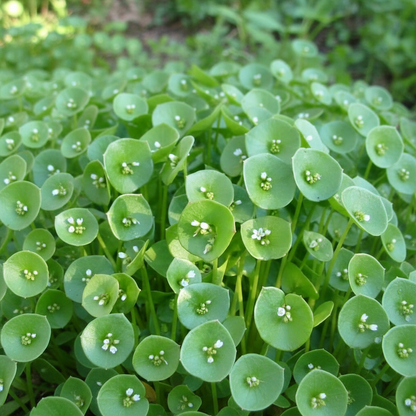 Miner’s Lettuce Seeds – Heirloom, Cold-Hardy, Fast-Growing Greens