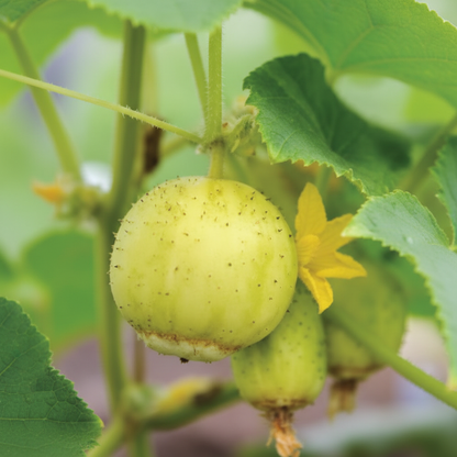 Crystal Apple Cucumber Seeds – Sweet and Crunchy Organic Cucumber Seeds