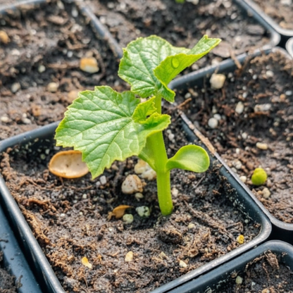Japanese Bitter Gourd Seeds – Heirloom High Yield Bitter Melon for Home Gardening