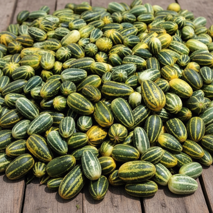 Sambar Cucumber Seeds – Premium High-Yield Disease-Resistant Cucumbers for Home Garden