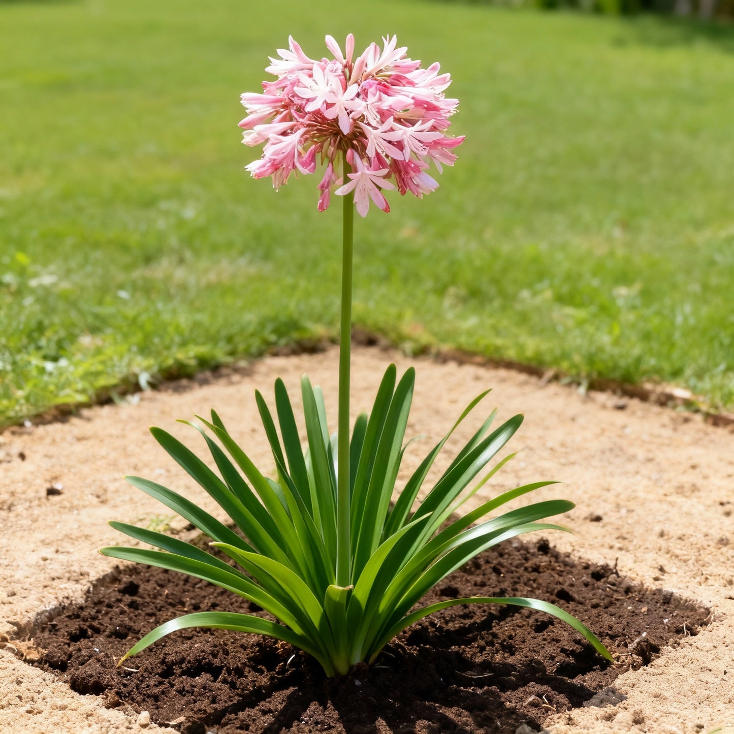 Pink Agapanthus African Lily Seeds — Elegant Summer Blooms for Your Garden