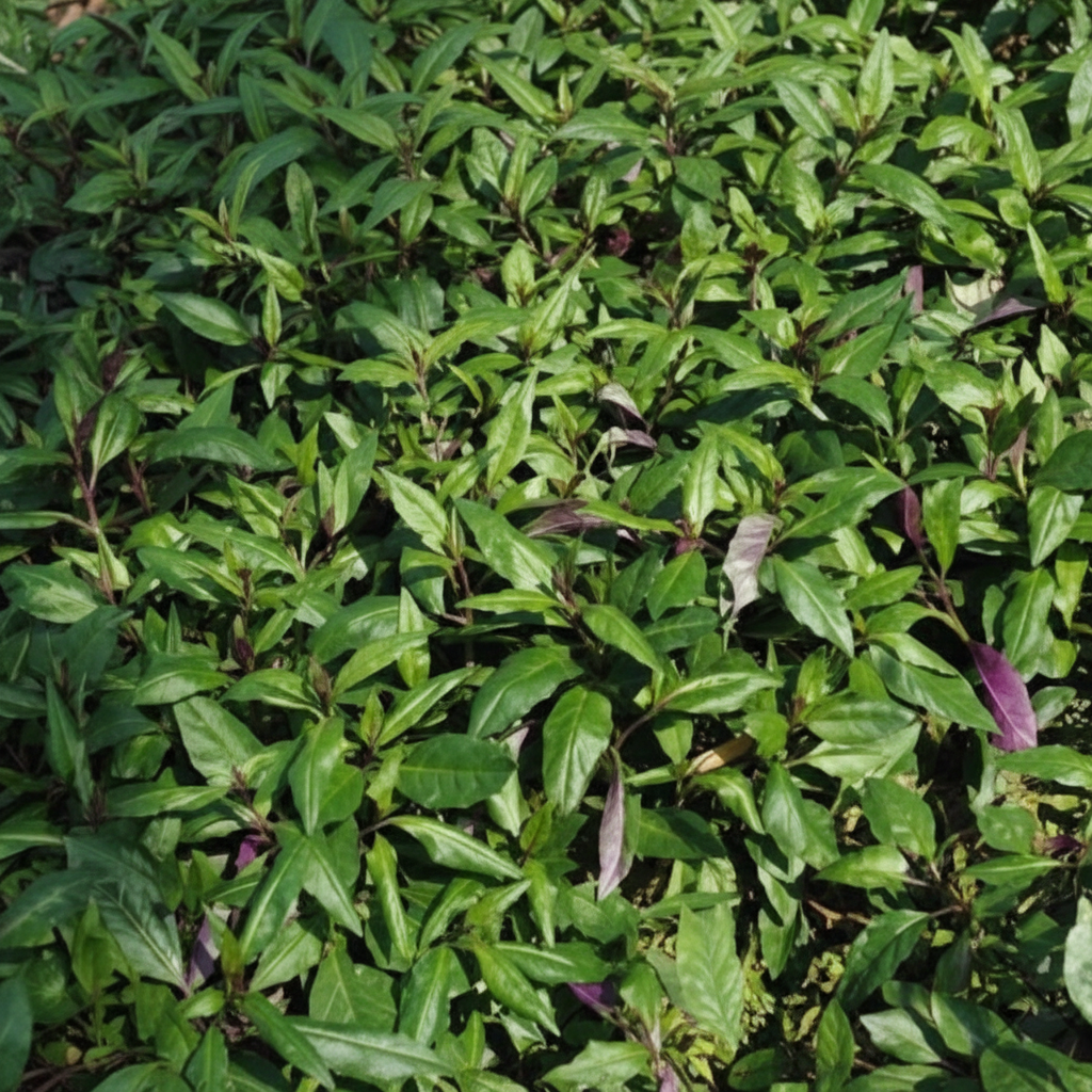 okinawa-spinach-gynura-bicolor-seeds-nutritious-easy-grow-leafy-greens