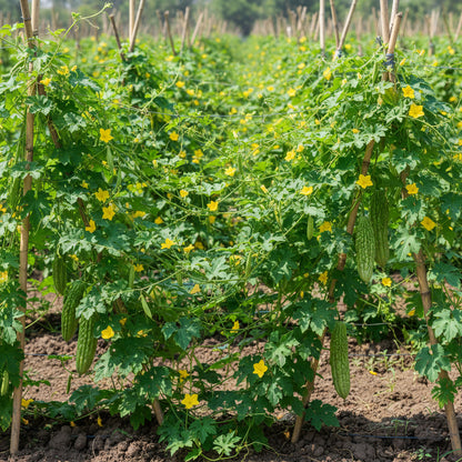 Japanese Bitter Gourd Seeds – Heirloom High Yield Bitter Melon for Home Gardening