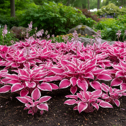 Pink Hosta Seeds – Perennial Bonsai for Indoor & Outdoor Gardens (Pollinator-Friendly)