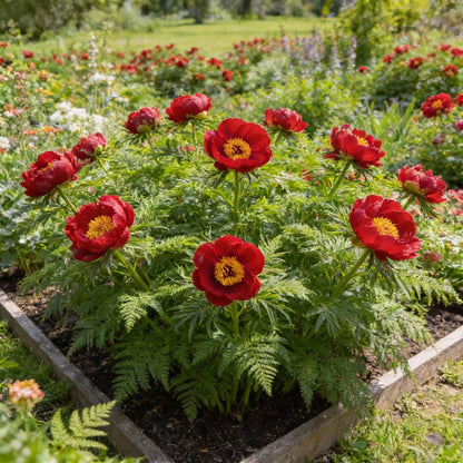 Premium Paeonia Tenuifolia Fern-Leaf Peony Seeds