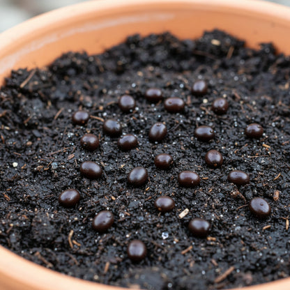 Blue Lotus Seeds – Premium Aquatic Water Garden Seeds (Nymphaea caerulea)