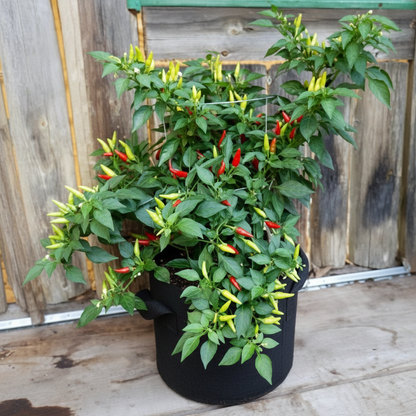 Thai Bird’s Eye Chili Pepper Seeds Fast‑Growing GMO‑Free for Outdoor Vegetable Gardens