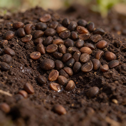 Kalmi Shak Seeds for Planting High Quality Planting Seeds for Your Garden