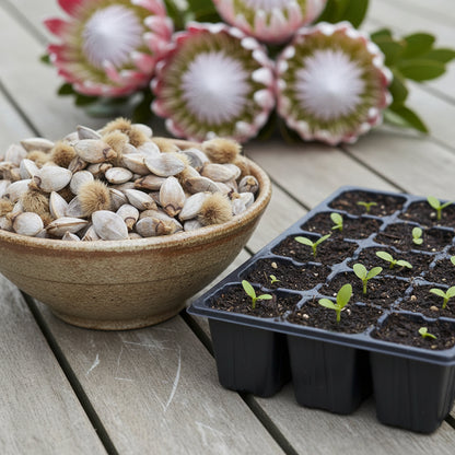 Exotic Protea Flower Plant Seeds