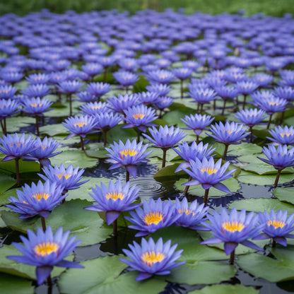 Blue Lotus Seeds – Premium Aquatic Water Garden Seeds (Nymphaea caerulea)