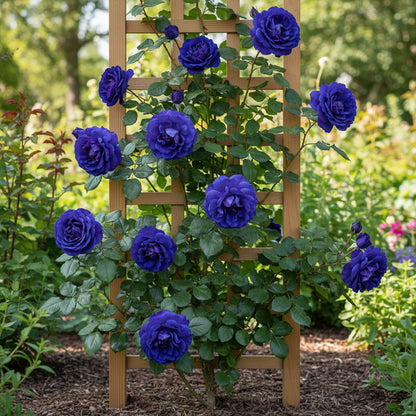 Blue Climbing Rose Flower Seeds