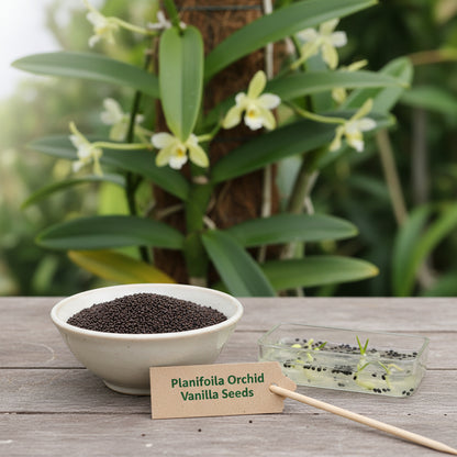 Vanilla Planifolia Orchid Seeds – Vanilla Orchid Plant