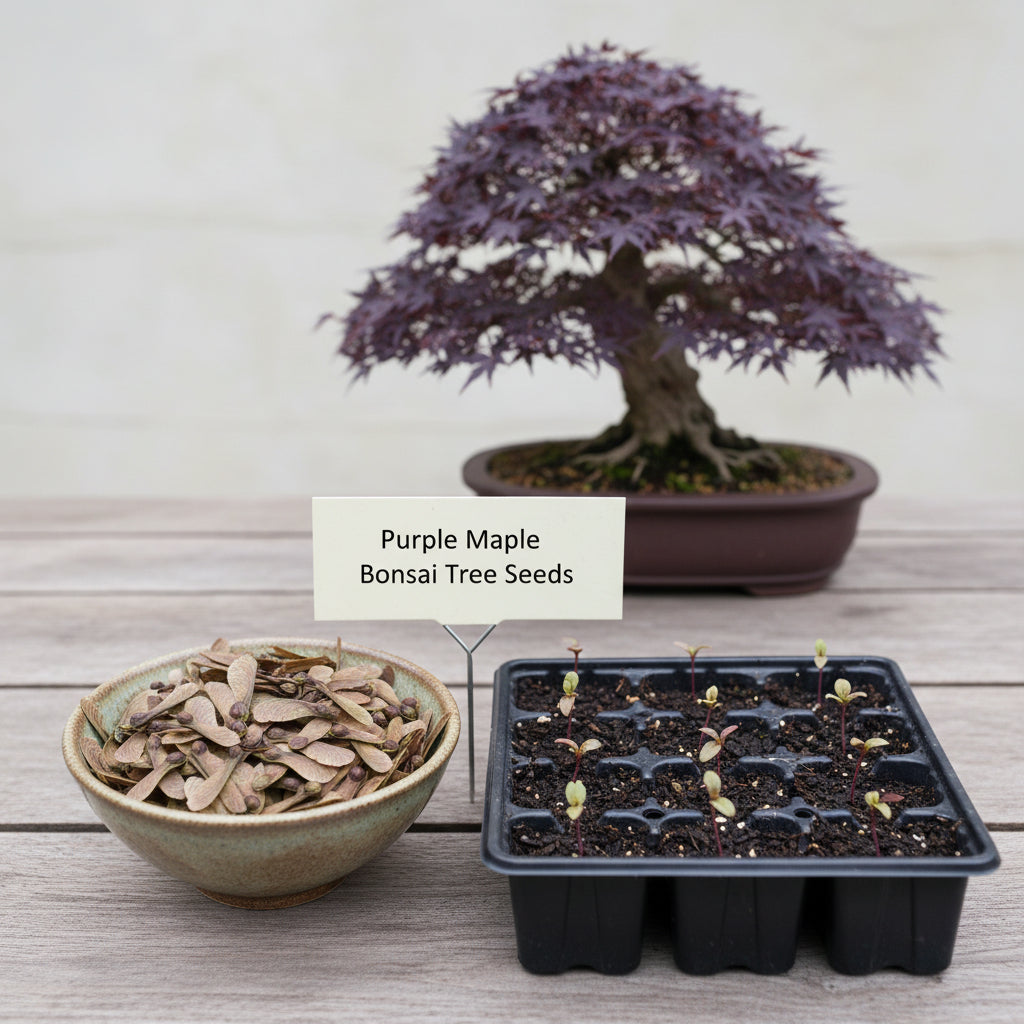 Purple Maple Bonsai Tree Seeds – Exotic Ornamental Perennial Plant