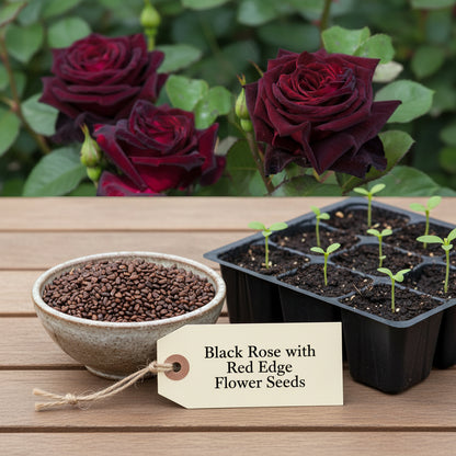 Black Rose with Red Edge Flower Seeds – Exotic Perennial Blooms