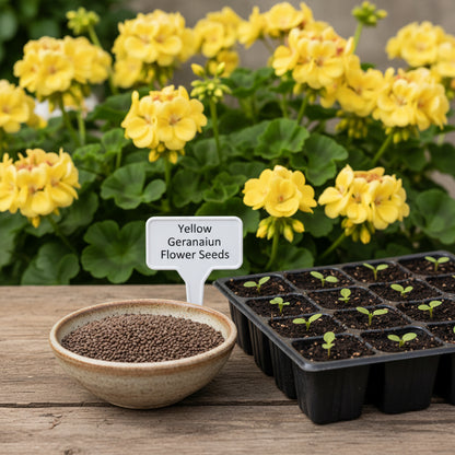 Yellow Geranium Flower Seeds – Rare Golden Blooms
