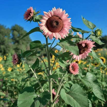 Pink Sunflower Seeds – Ornamental / Garden Sunflower (Helianthus annuus)