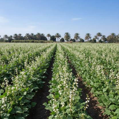 Dolichos Bush (Chettu Chikkudu) Vegetable Seeds – Fast-Growing, Nutritious & Ideal for Home Gardens