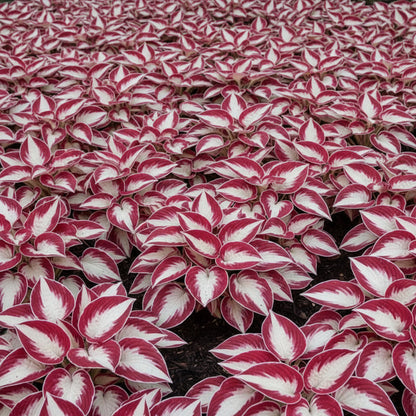 Hosta Seeds – White & Red Varieties (Rare Shade-Loving Perennial Seeds)