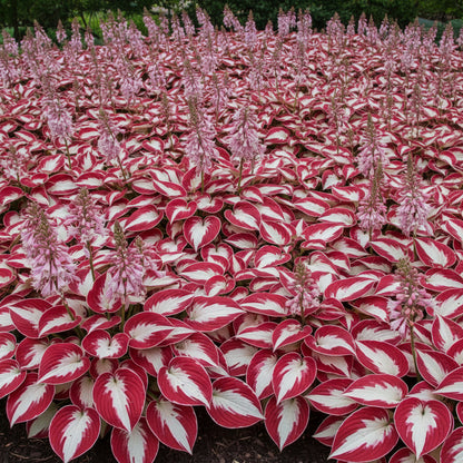 Hosta Seeds – White & Red Varieties (Rare Shade-Loving Perennial Seeds)