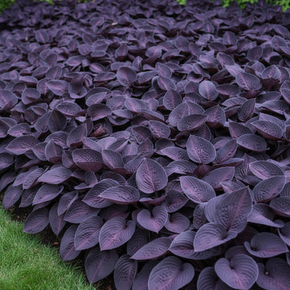 Hosta Seeds – Rare Mix Shade Garden (Premium Hosta Seeds for Foliage & Borders)