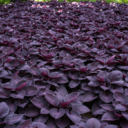 Hosta Seeds – Rare Mix Shade Garden (Premium Hosta Seeds for Foliage & Borders)