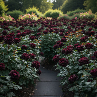 Premium Black Rose Flower Seeds – Elegant Dark Roses for Garden & Pots