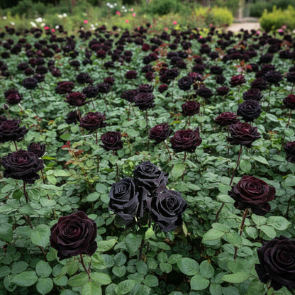 Premium Black Rose Flower Seeds – Elegant Dark Roses for Garden & Pots