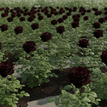 Premium Black Rose Flower Seeds – Elegant Dark Roses for Garden & Pots