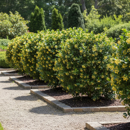 Premium Aglaia Odorata Flower Seeds (30 Pcs) – Fragrant Golden Blooms