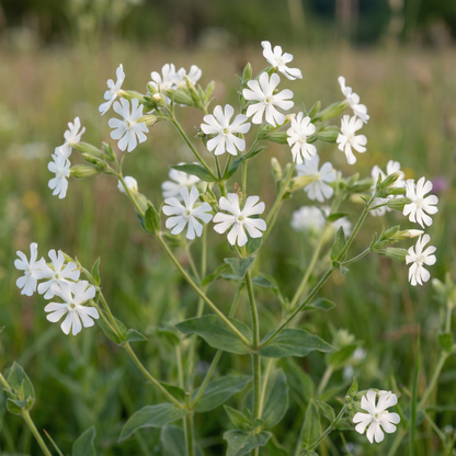 White Campion Seeds – Elegant Garden Wildflower Seeds